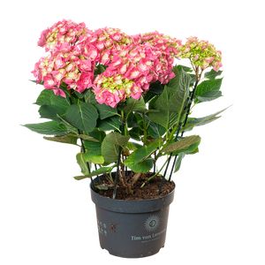Hydrangea Macrophylla Lyserød