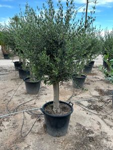 Olea Europaea Opst. Tyk stam Ø50  H200/230