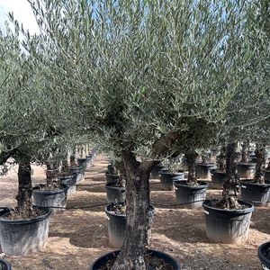 Olea Europaea Opst. Forgrenet