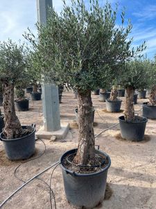 Olea Europaea Opst. Tyk stam