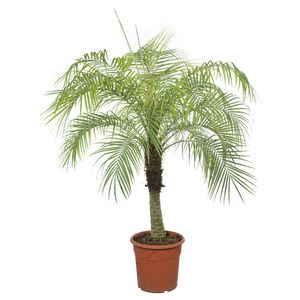 Phoenix Roebelenii