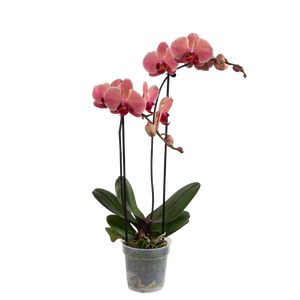 Phalaenopsis 2-Grenet Rød