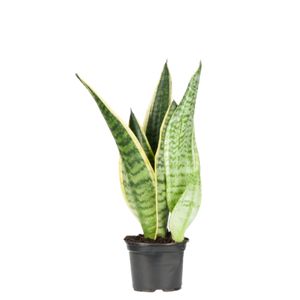 Sansevieria Laurentii