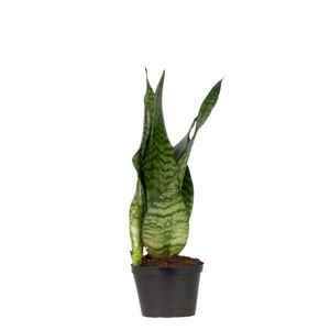 Sansevieria Zeylanica Grøn