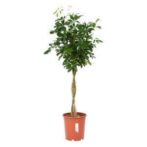 Schefflera Arboricola Compacta Fl. St.