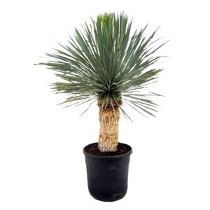Yucca Rostrata Ø40 H120.