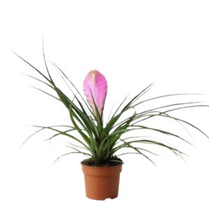 Tillandsia Cyanca Ø9 H20