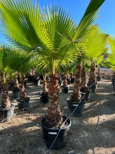 Washingtonia Robusta