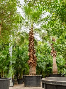 Washingtonia Robusta