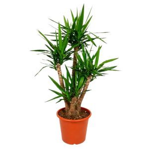 Yucca Elephantipes Forgrenet
