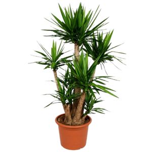 Yucca Elephantipes Forgrenet