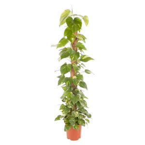 Epipremnum Pinnatum Mosstok