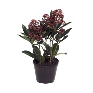 Skimmia Japonica Rubella