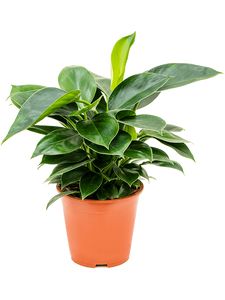 Philodendron Congo Ø27 H80 