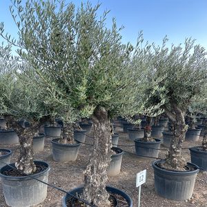 Olea Europaea Opst. Forgrenet