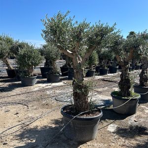 Olea Europaea Opst. Forgrenet