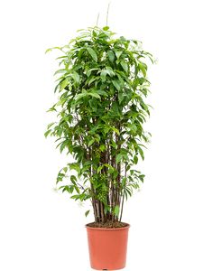 Dracaena Surculosa