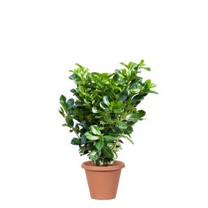 Prunus Laurocerasus Etna Busk