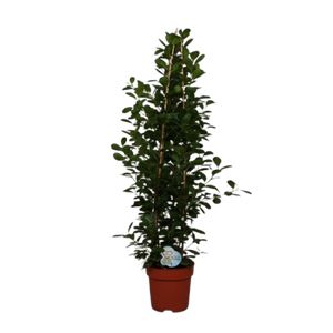 Ficus Moclame Ø27 H160