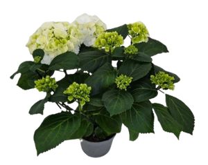Hydrangea Macrophylla Hvid