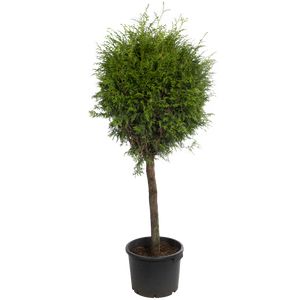 Thuja Occidentalis Brabant Opst. Ø28 H120