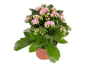 Kalanchoë Lyserød Ø10,5 H20
