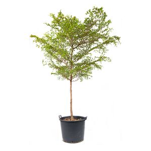 Buchida Buceras 'Sort Oliven' Opst.
