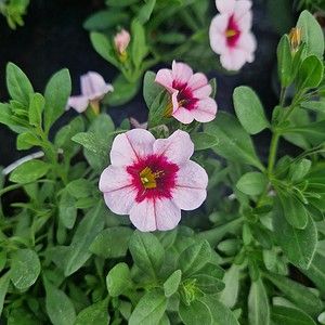 Petunia Million Bells Lyserød Ø10,5