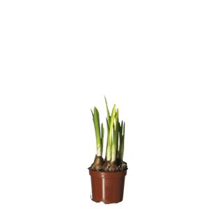 Narcissus Påskeliljer Ø12 