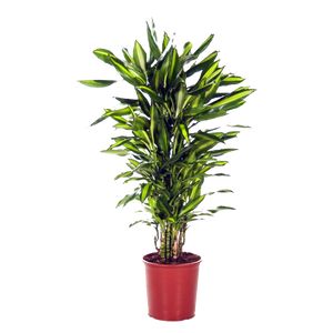 Dracaena Cintho Forgrenet