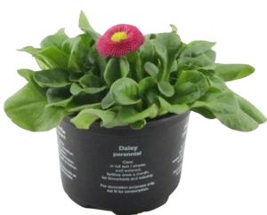 Bellis Perennis Ø10,5