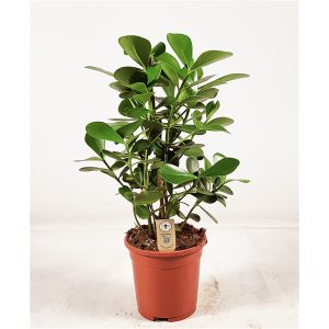 Clusia Rosea Green Magic 3 Pp Ø27 H65