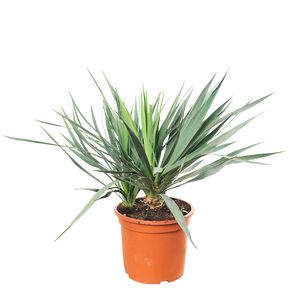 Yucca Gloriosa Ø24 H70