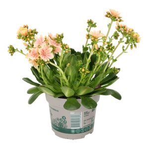 Lewisia Cotyledon Ø12 