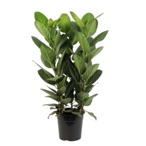 Ficus Benghalensis Audrey 3 Pp