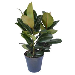 Ficus Elastica Robusta 3 pp