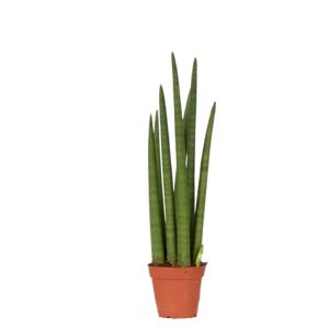 Sansevieria Cylindrica 'Straight'