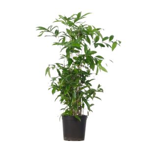 Dracaena Surculosa
