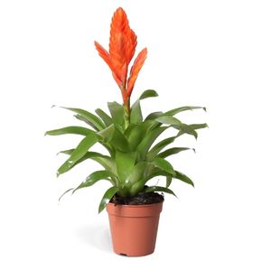 Vriesea Orange
