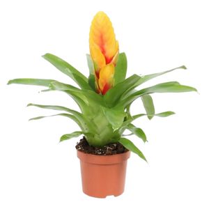 Vriesea Gul