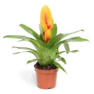 Vriesea Gul