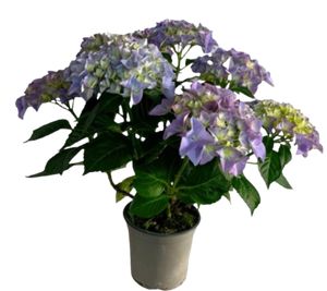 Hydrangea Macrophylla Blå