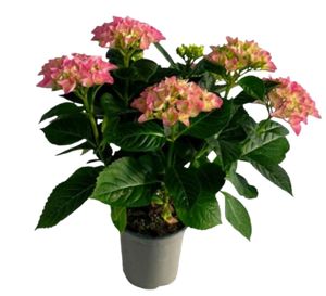 Hydrangea Macrophylla Lyserød