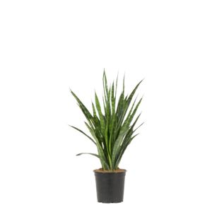 Sansevieria Kirkii Friends