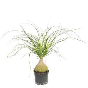 Beaucarnea Recurvata Løg Stort Løg  Ø12 H40