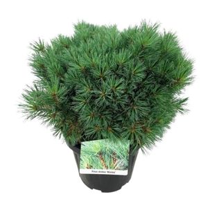 Pinus Strobus Minima Ø32 H60