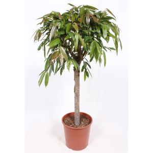 Ficus Amstel King Opst.