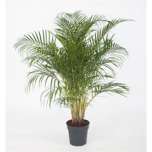 Chrysalidocarpus L. Areca