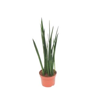Sansevieria Bacularis Multistam