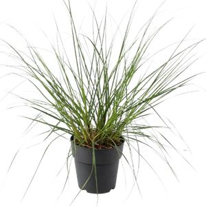 Cortaderia Selloana
